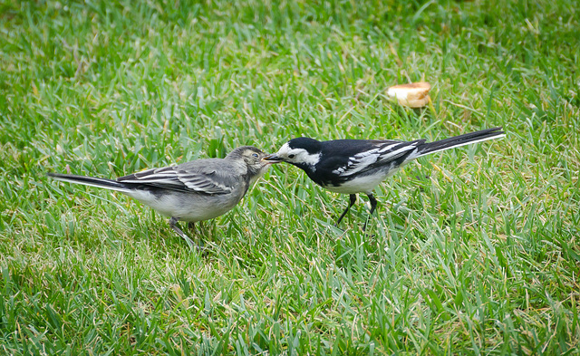 Feeding Young Wagtail
