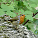 Friendly Robin