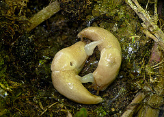 Patio Life: For The Love Of Slugs