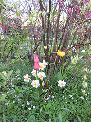 Tulpen und Narzissen (Tulipa, Narcissus)