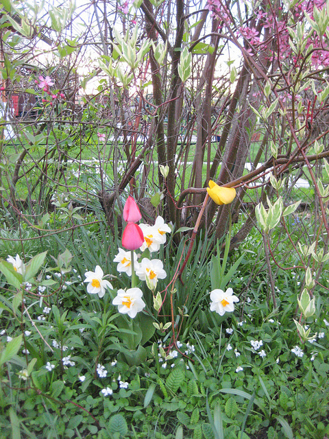 Tulpen und Narzissen (Tulipa, Narcissus)