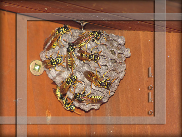 wasps on nest