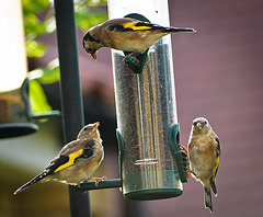 Hungry Gold Finches