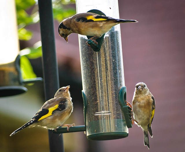 Hungry Gold Finches