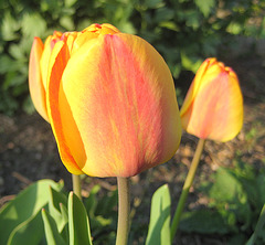 Orange Tulpe (Tulipa)