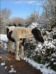 pony in the April snow