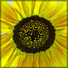Heart of Sunflower