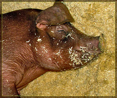 Brown Pig in Dreamland