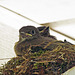Eastern Phoebe Babies in the Nest