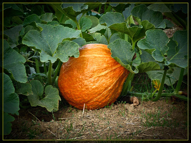 Pumpkin Hiding under Vine