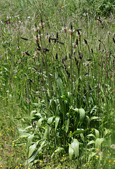 Plantago lanceolata - Plantain lanceolé (2)