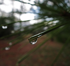 Raindrop on pine needle