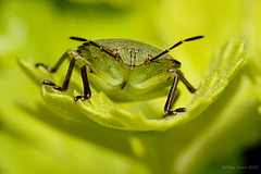 Green Shieldbug Nymph