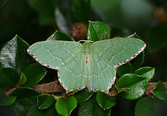 Common Emerald Moth