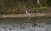 Great Blue Heron with Coots and Gadwalls