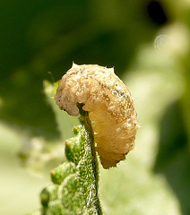 Patio Life: Hoverfly Larva