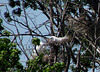 Egret on Nest