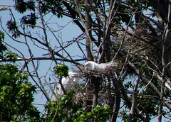 Egret on Nest
