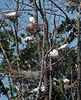 Egret and Heron Rookery