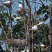 Egret and Heron Rookery