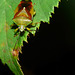 Hawthorn Shieldbug