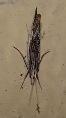 Ypsolopha Scabrella