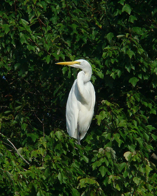 Great egret in tree