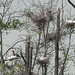 Great Egrets, Great Blue Herons and a Cormorant at a Rookery