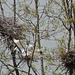 Great Egrets at a Rookery