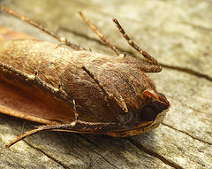 Another 'Dead' Moth