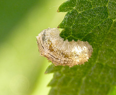 Patio Life: Hoverfly Larva Top