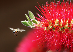 Honeybee at the Bottlebrush