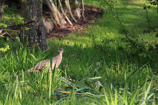 Hen pheasant plucking up the courage to come for some peanuts