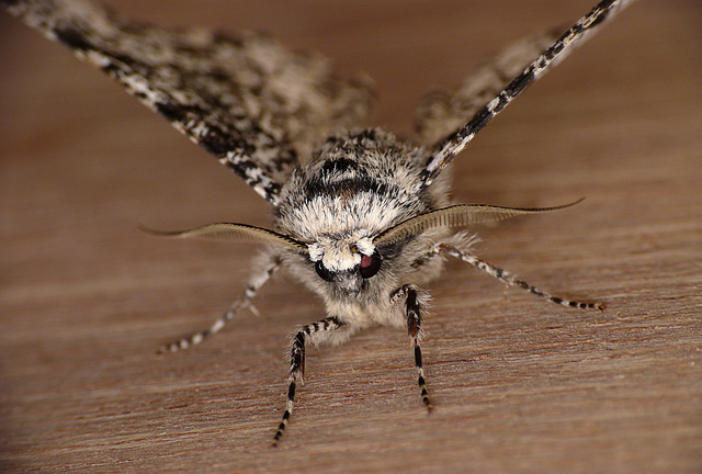 moth face