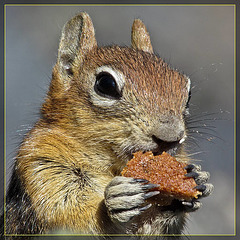 Chipmunk with Our Banana Bread