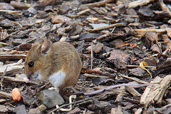 Field mouse helping itself to a peanut