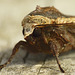Large Yellow Underwing Face