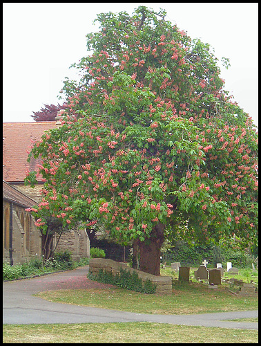 churchyard chestnut