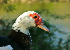 Muscovy Duck Portrait