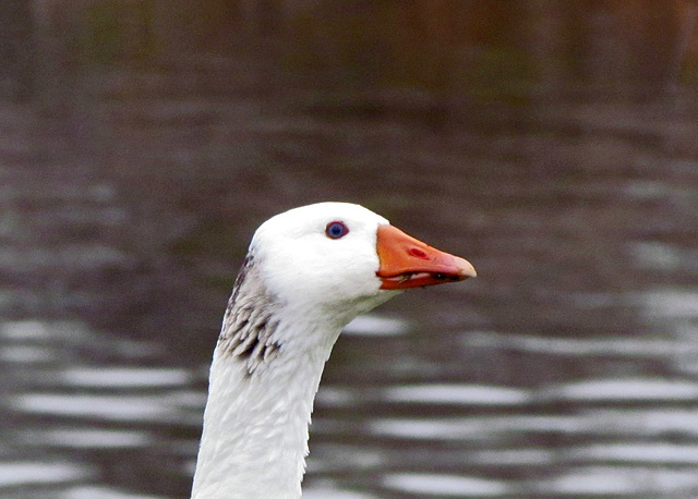 Domestic Greylag Goose Portrait