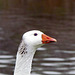 Domestic Greylag Goose Portrait