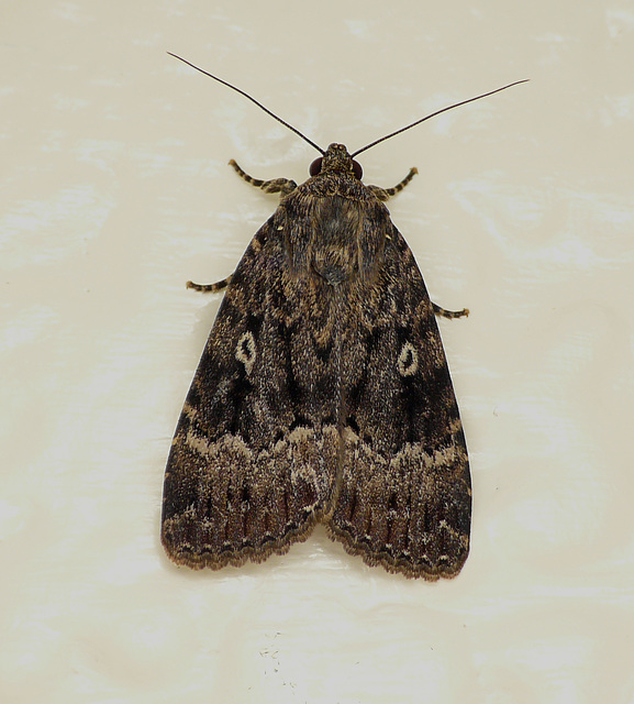 Cooper The Copper Underwing Moth