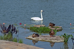 Swan and Ducks