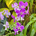Purple Orchids – Phipps Conservatory, Pittsburgh, Pennsylvania