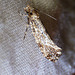 Cork Moth