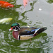 Wood Duck with Koi