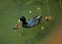 American Coot with Chicks