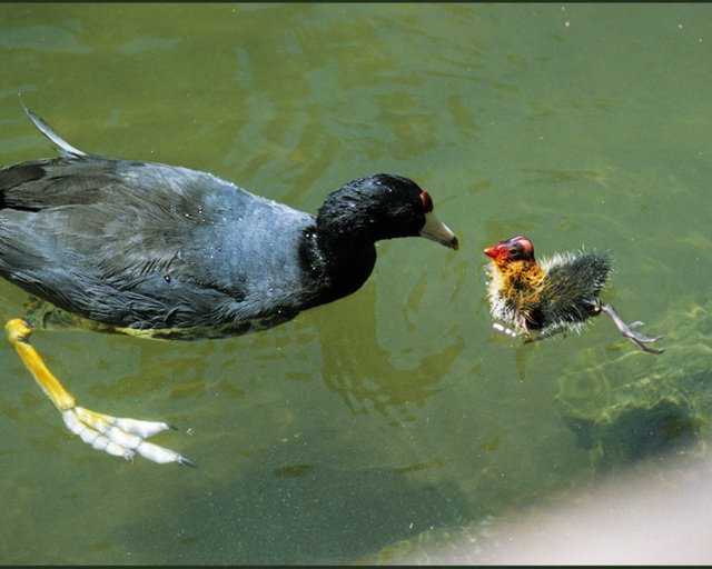 American Coot with Chick