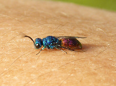 Ruby-tailed Wasp