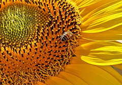 July's Sunflower